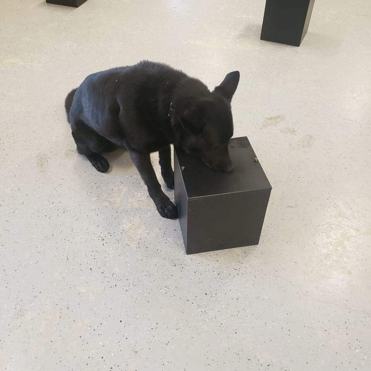 k9_london's tweet photo. This week, PSD Ryker was successful in his annual recertification in narcotics and firearms detection #londonpolicek9 #k9unit #thenoseknows #londonpoliceservice #drugdogs #workingdogs https://t.co/Kf4mMO7vKO