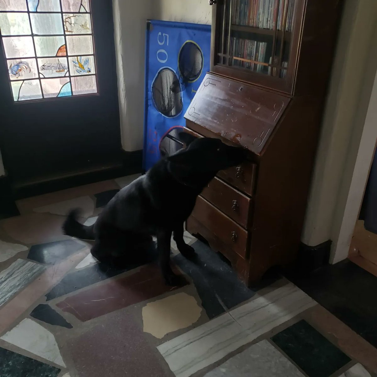 k9_london's tweet photo. This week, PSD Ryker was successful in his annual recertification in narcotics and firearms detection #londonpolicek9 #k9unit #thenoseknows #londonpoliceservice #drugdogs #workingdogs https://t.co/Kf4mMO7vKO