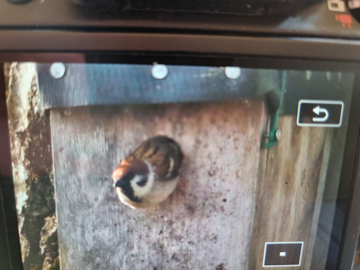Getting excited! At least 16 of my 40 tree sparrow boxes for my <a href="/_BTO/">BTO</a> colour-ringing project with nest building or pairs investigating!