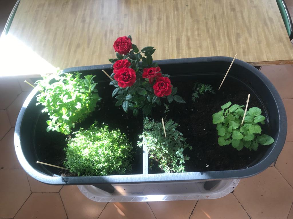 ciamariavigo's tweet photo. En colaboración con #Agadana estamos desarrollando en clase el proyecto "Nuestras plantas aromáticas", #2EPrimaria #ods #conocemos #cuidamos #amamos la naturaleza @cmariaeducacion https://t.co/RCT5seop3U