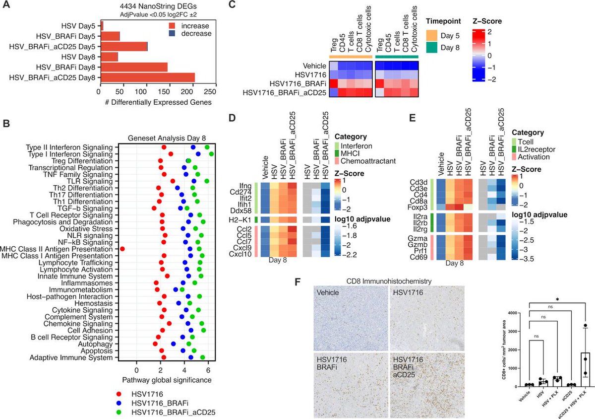 New #JITC article: CD4 T cell dynamics shape the immune response to combination oncolytic herpes virus and BRAF inhibitor therapy for melanoma bit.ly/3wIBjzj