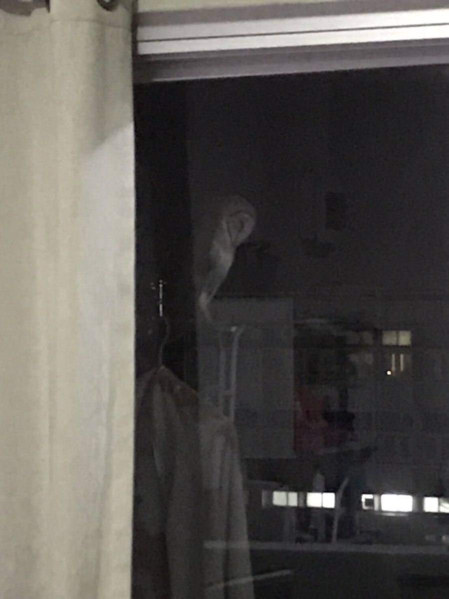 เพื่อนส่งรูปมาบอกว่าไม่กล้าออกไปเอาผ้าเช็ดตัวที่ระเบียง นี่ก็นึกว่ามีจิ้งจกตุ๊กแกป่าว สรุปคือ นกฮูกมึง นกฮูกเกาะอยู่ที่ระเบียง มันเป็นสัตว์ที่เราสามารถพบได้ตามธรรมชาติในเขตราชเทวี ใจกลางกรุงเทพหรอวะ