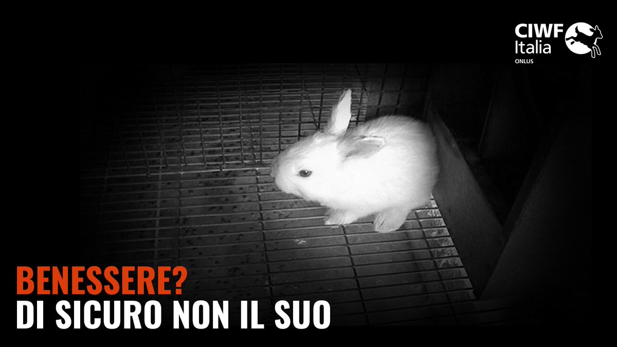 Questo NON è benessere animale! <a href="/MinisteroSalute/">Ministero della Salute</a> <a href="/robersperanza/">Roberto Speranza</a>: opponetevi, per favore, all’approvazione di una certificazione che permette di classificare questo come benessere animale. #BugieInEtichetta #IngannoInEtichetta