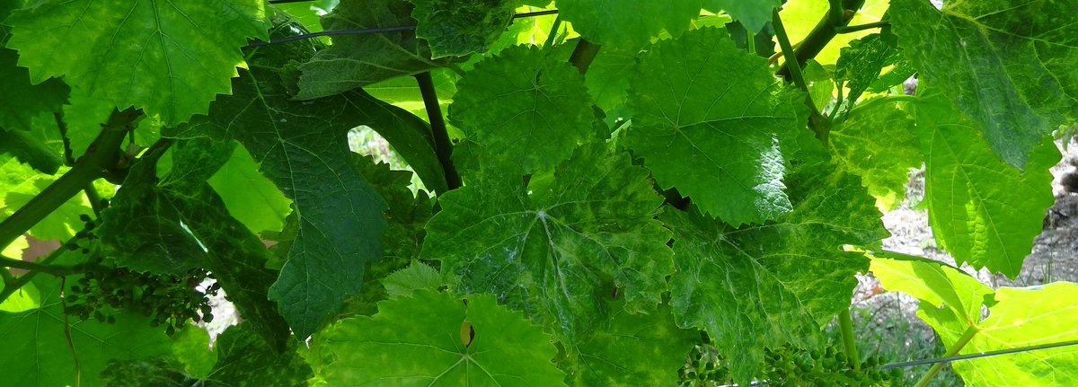 Plan Dépérissement tweet media