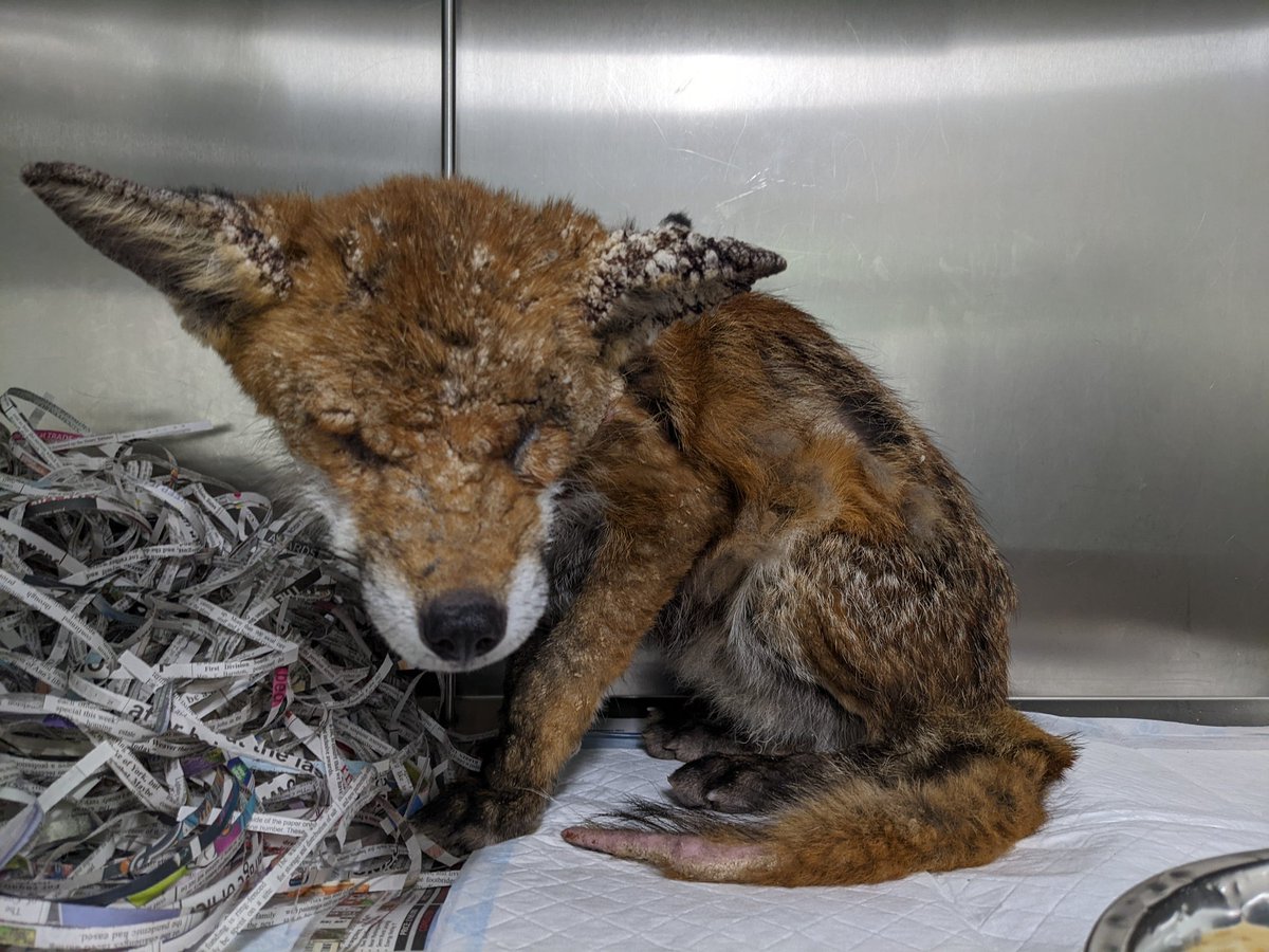 FoxRescuers's tweet photo. This is Troy who we are currently treating for sarcoptic mange #foxrescue #wildlife #wildliferescue #fridayfeeling https://t.co/OYfbvlRoPc