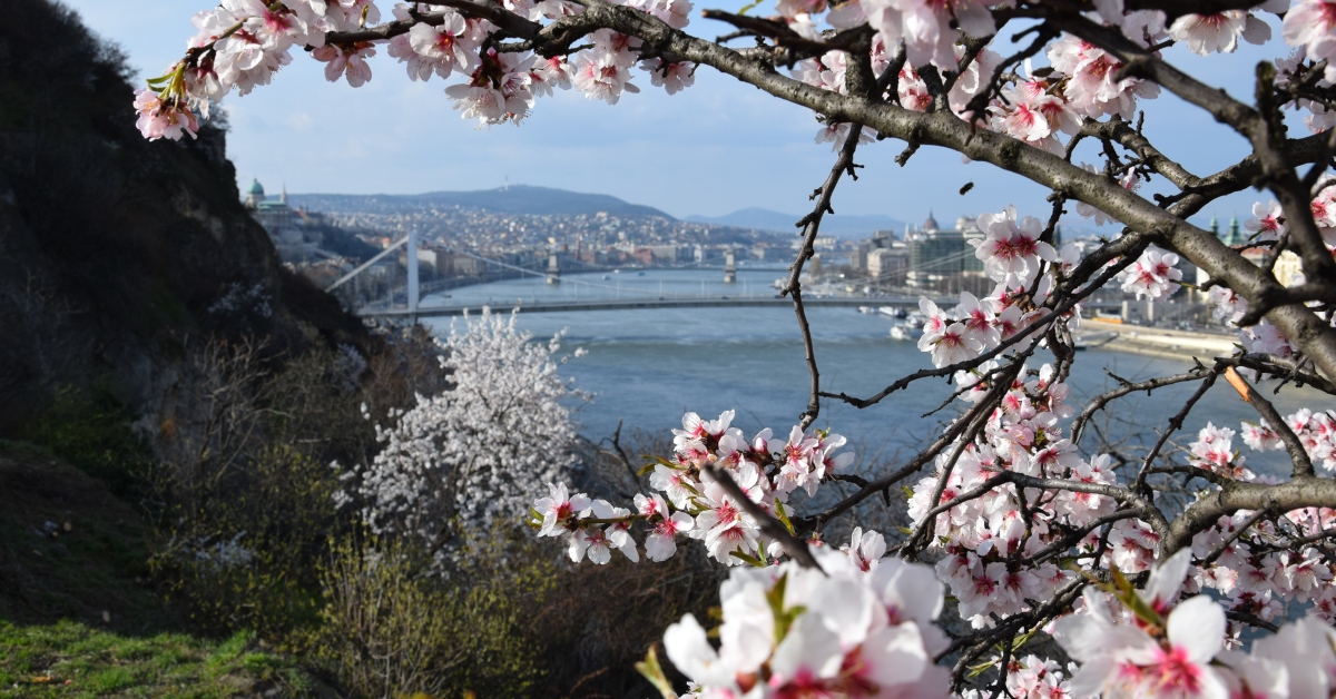 Cherry blossoms dating site in Budapest