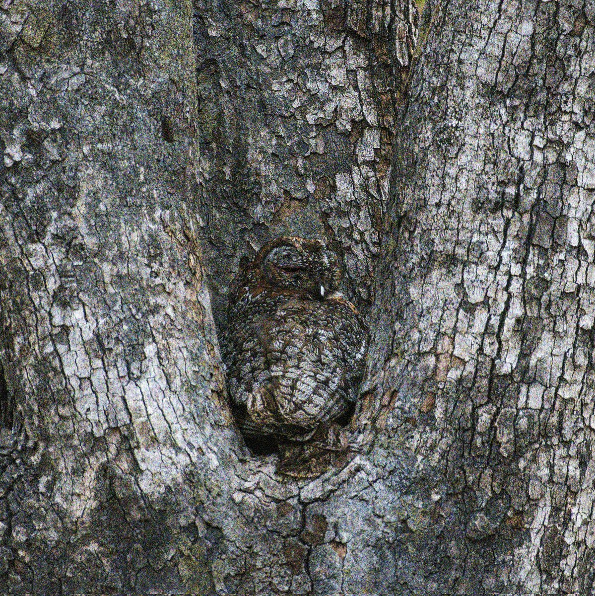 Mottled Wood Owl,Tadoba ,March2022.#indiAves ,#indianwildlifeofficial #wildlifephotography @IndiAves
