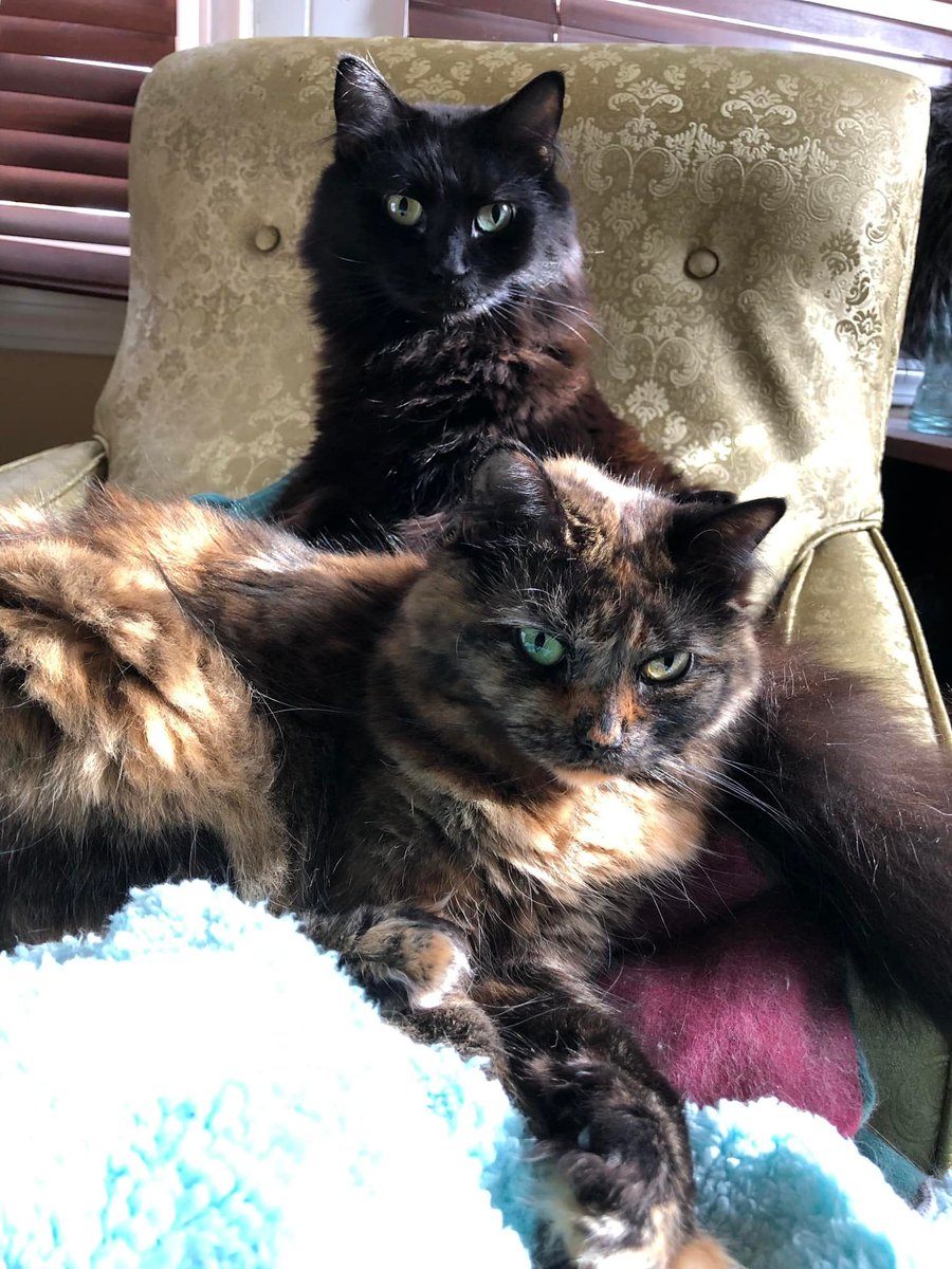 egseah's tweet image. Happy Adoption Anniversary to our darling girls, Brix and Natasha! They make every day better. 🐾💗