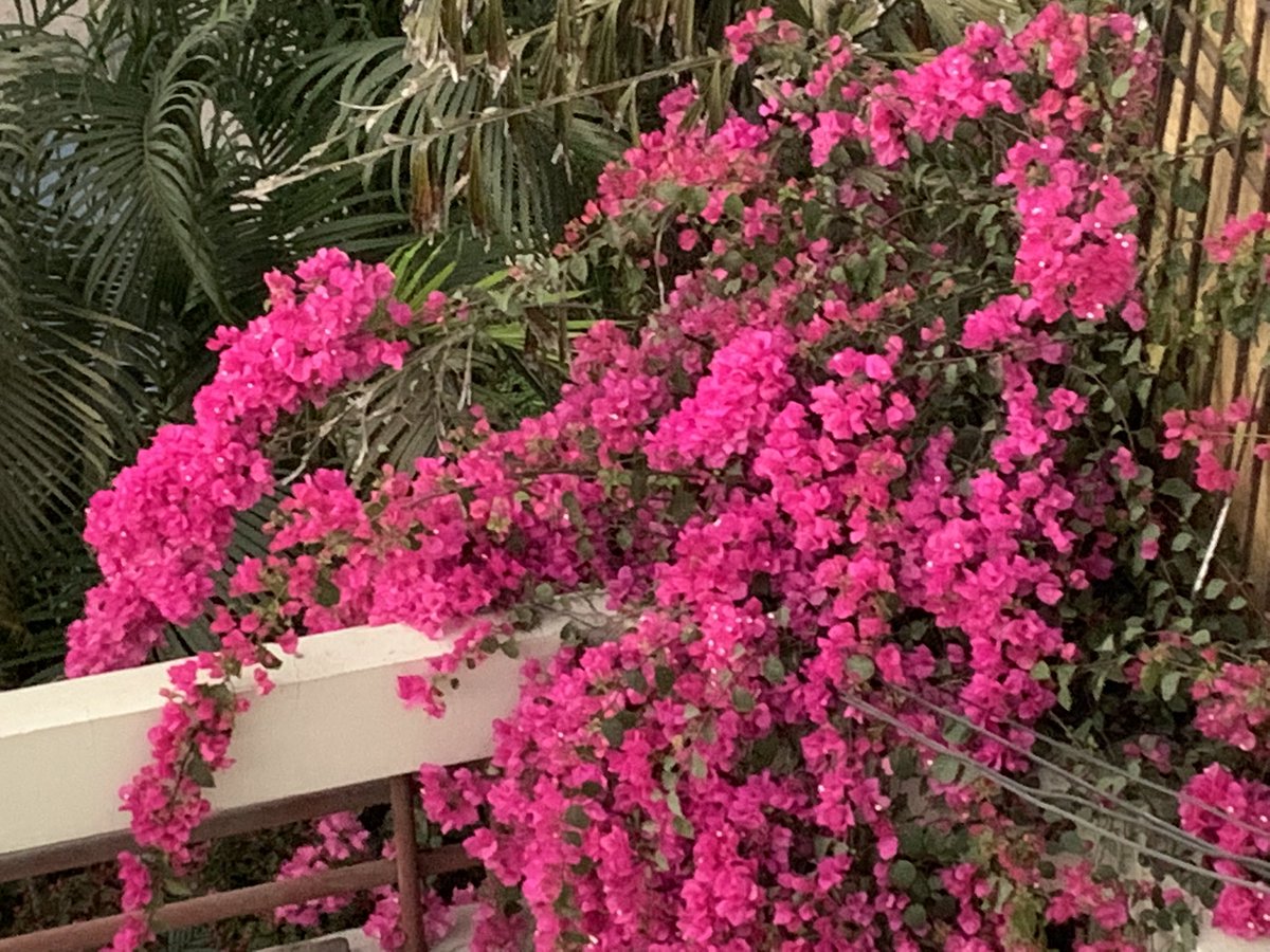 The Bougainvillea in my house… Flowers attract us towards their #splendour and #nature They convey a sensation of #freshness and soften our #hearts 💕#Bloom #Energy #beauty #love #happiness What a lovely sight!