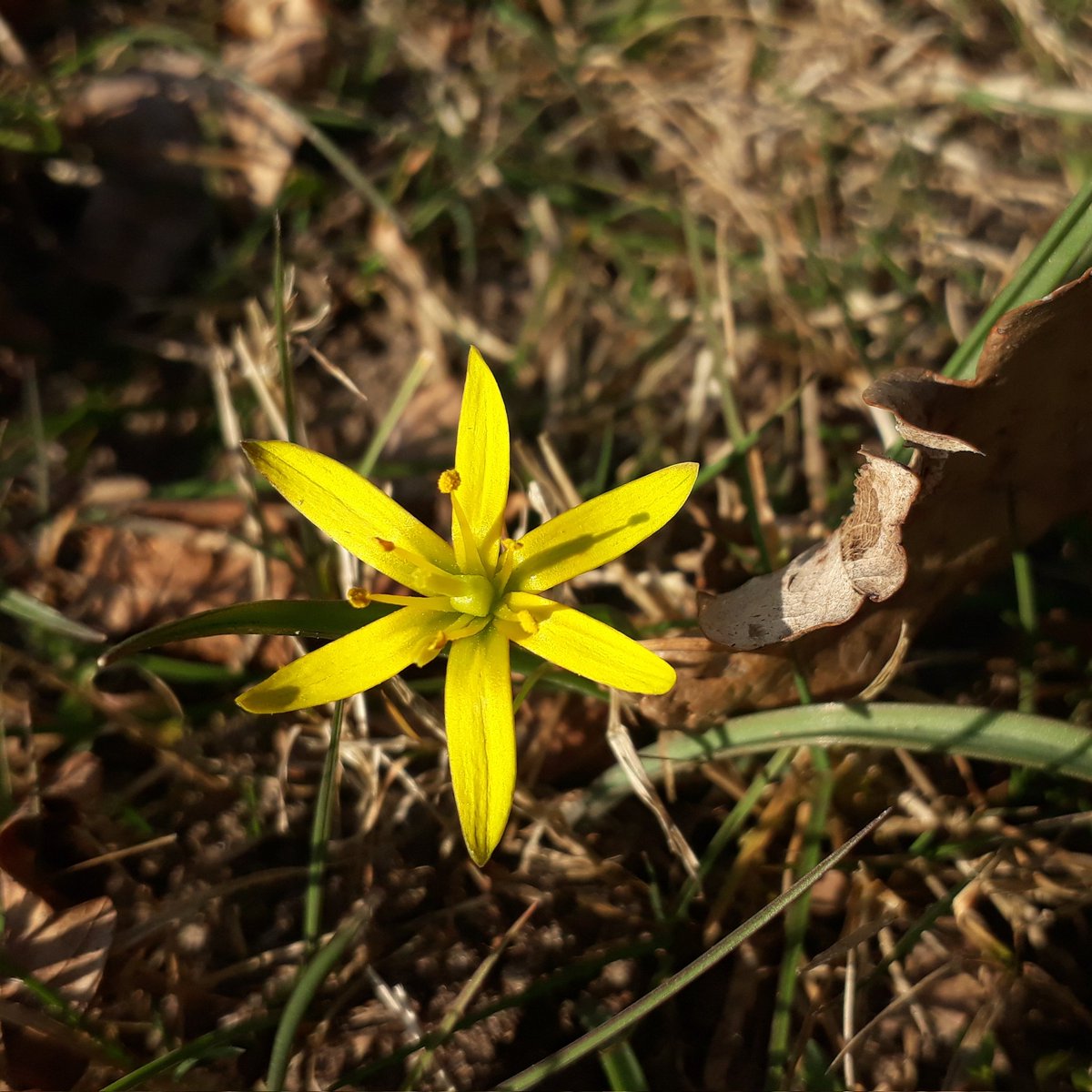 Die Welt wird von Tag zu Tag bunter und farbenfroher 🙂
#gelbstern #yellowstar #nature #NatureBeauty #spring