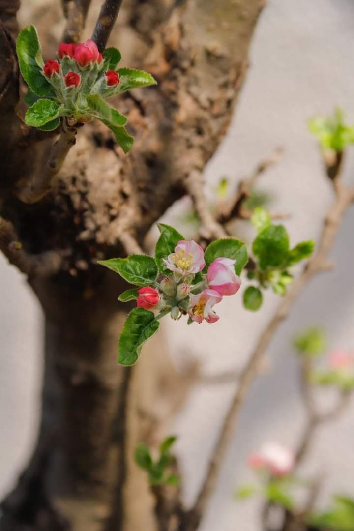 Salmanspeaking's tweet photo. Bright spring. Pink buds with green leaves on branches of apple tree on blurred background, close up, free space.
#Kashmir #springsummer #Kulgam #SpringBreak #jktourism https://t.co/lfeNlwHI4n