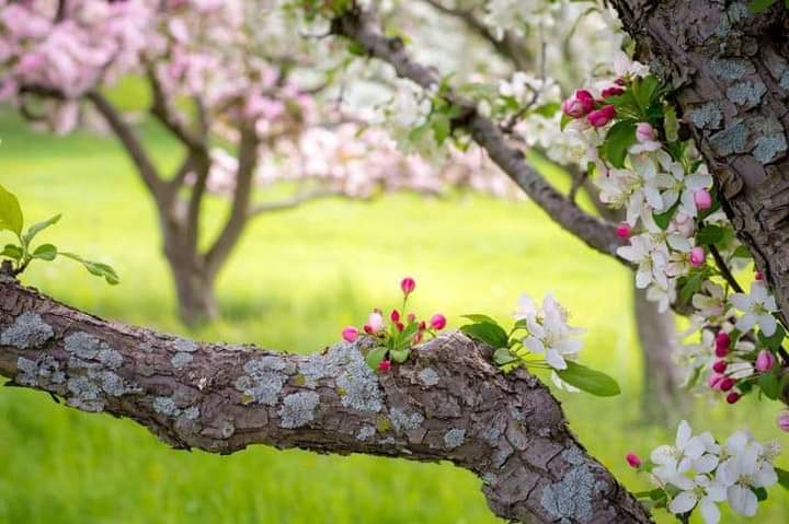 Salmanspeaking's tweet photo. Bright spring. Pink buds with green leaves on branches of apple tree on blurred background, close up, free space.
#Kashmir #springsummer #Kulgam #SpringBreak #jktourism https://t.co/lfeNlwHI4n