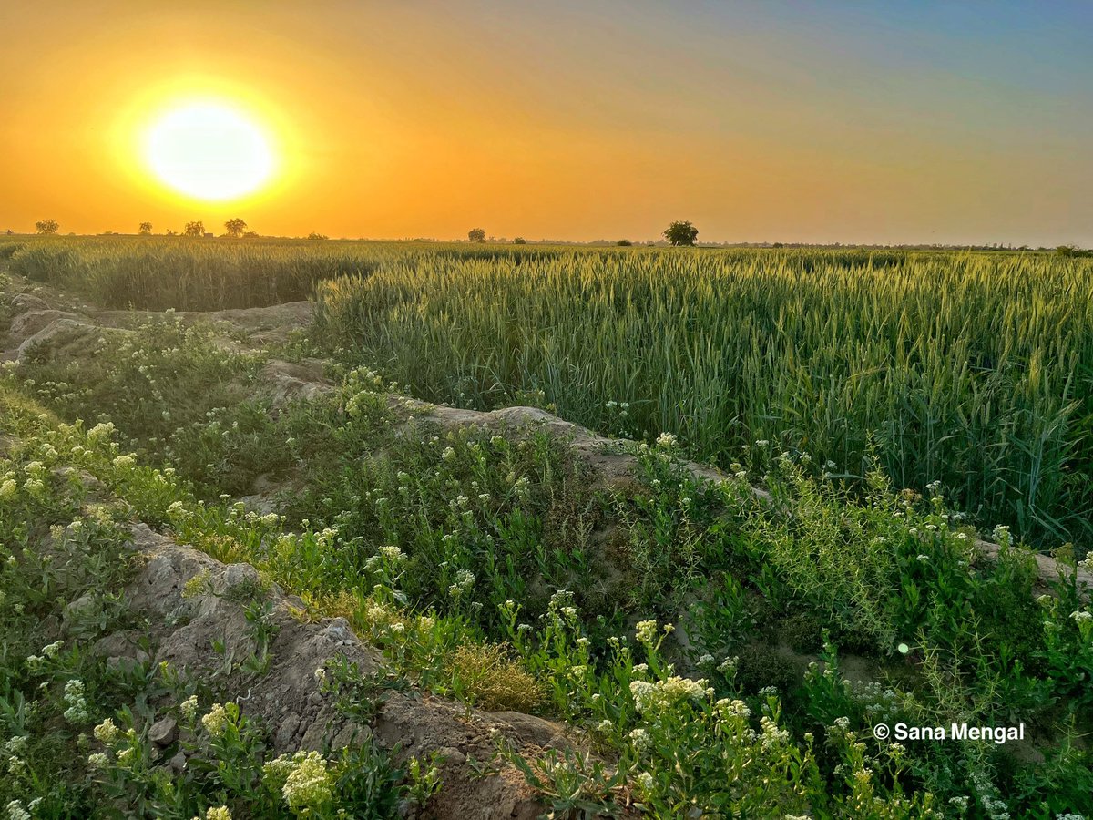 saneemengal's tweet photo. There is a subtle magic found in villages. The earthiness, greenery, and fragrance of flowers, plants, fruits, and vegetables growing in the field is breathtakingly inimitable. Sitting in the lush green fields, while gazing at the wide blue sky is a joie de vivre.#altcoins https://t.co/UuIJsTBilS