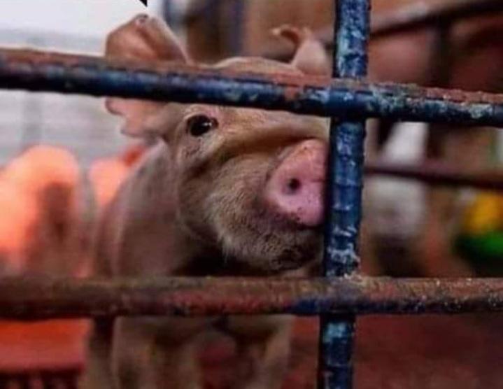 ElsaC76's tweet photo. Cruelty is our casual blindness to the despair of others.💔
Don't support #Animalcruelty 
#Bekind Be #Vegan for them 👇 https://t.co/xD5CTbTepC