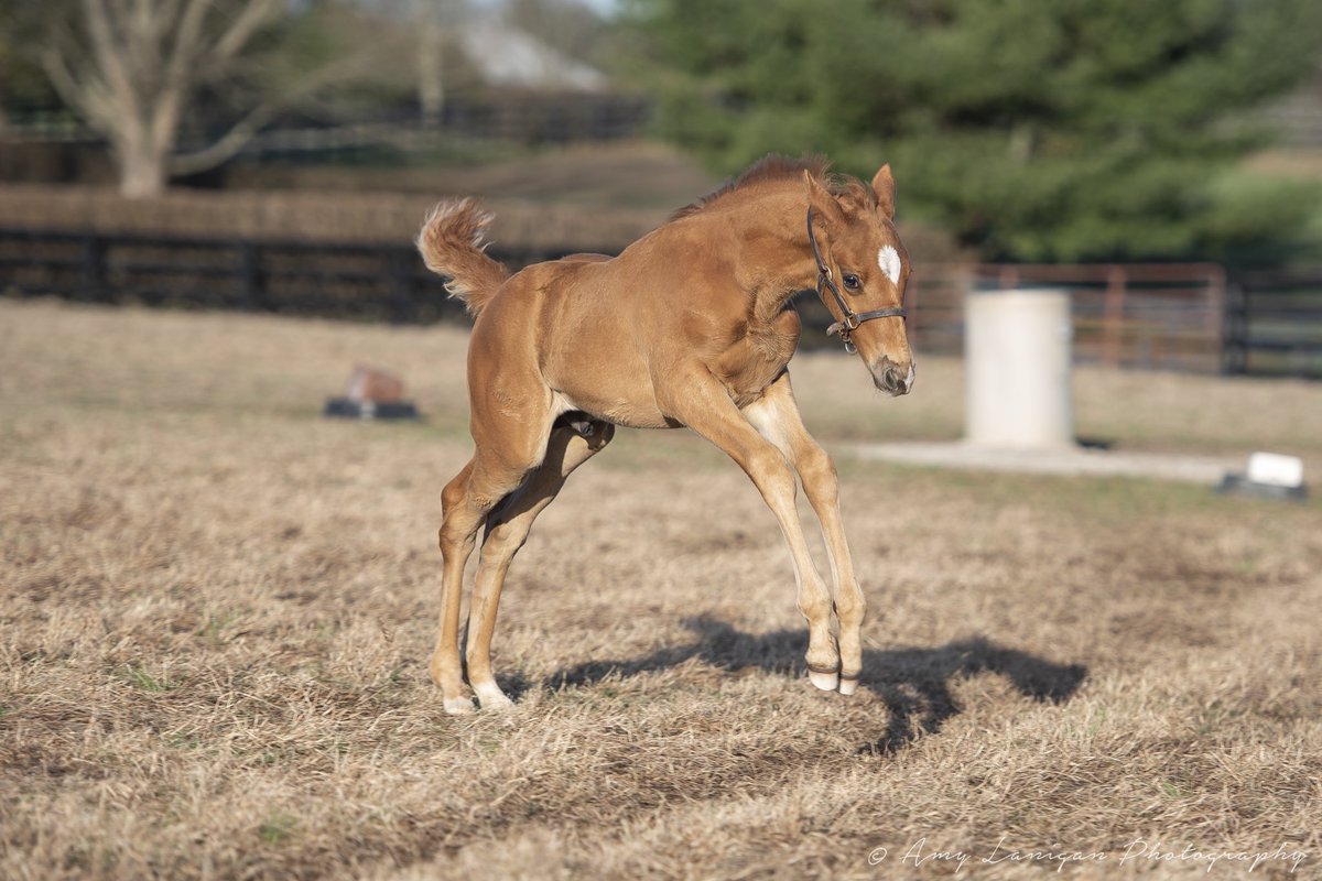 tanyagun's tweet photo. Yeehaw, it’s a Jumpin’ Jack Flash 🎶 kinda Friday! #FoalFriday Our WITHOUT PAROLE colt wants a weekend pass to watch #Derbypreps #Oakspreps #DWC2022 🏇😃🏇#WithoutParole #glennwood #storknews Photo 📸 by @amylanigan1 https://t.co/uk8QTr0FlP