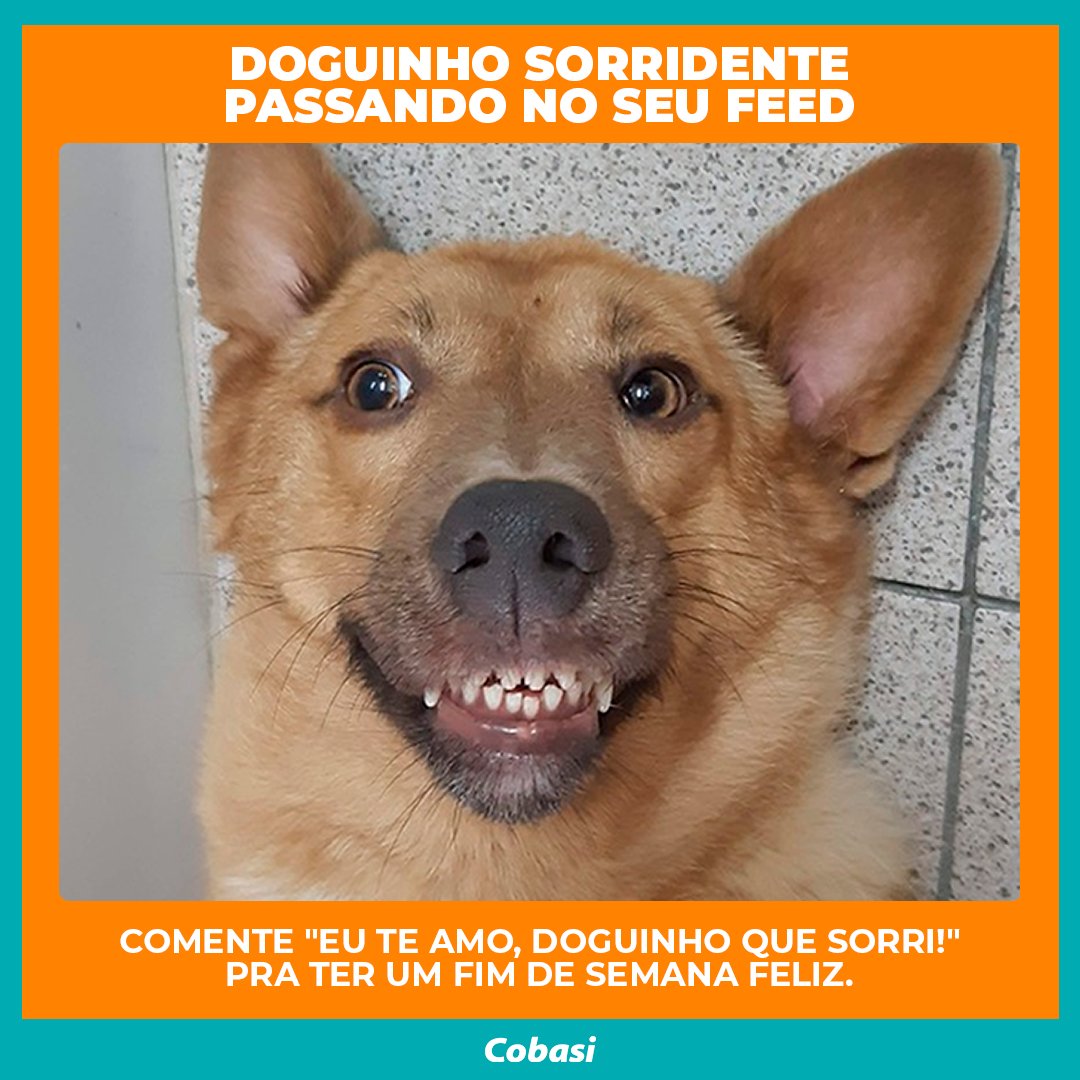 Não resisti ao sorrisinho da Suri, cachorrinha de uma colaboradora do meu time, e tive que compartilhar com vocês. #pet #cachorro #dog #meme