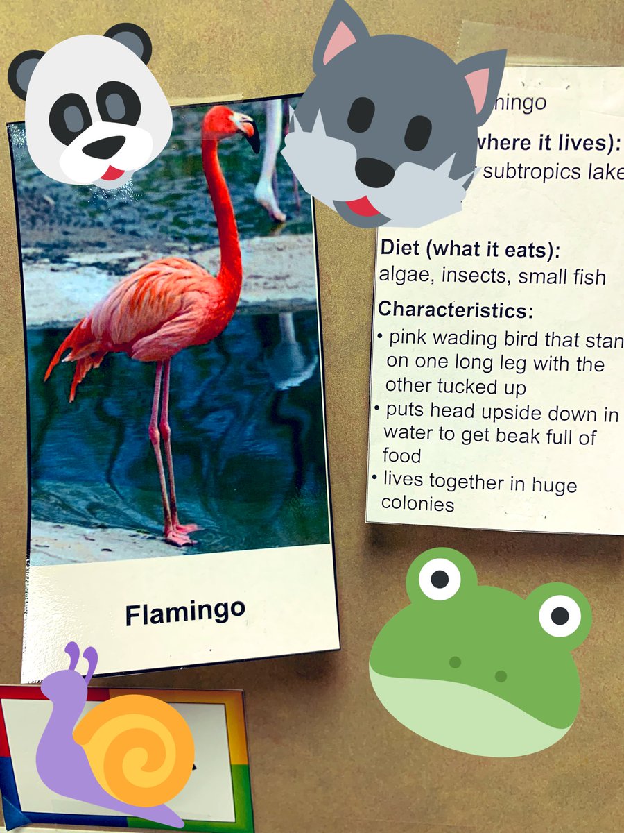 MsErikaShelton1's tweet photo. It’s a zoo in here! For morning work today we are taking a zoo tour around  the room and hunting for animals who meet certain descriptions! We are having excellent discussions about animals and their characteristics! #Science #Animals #AnimalCharacteristics #twehowl @TWEHowl https://t.co/j0Jm9cHf76