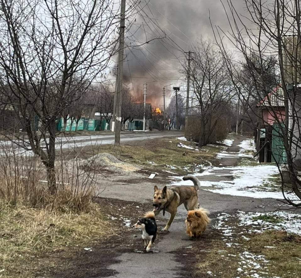 ¡NO A LA GUERRA! 

Animales de compañía en #Ucrania se quedaron sin sus humanos, corriendo entre bombardeos! 

Los animales también son víctimas de los conflictos bélicos. Urge un plan de acción que les tenga en cuenta sin excepción alguna.
