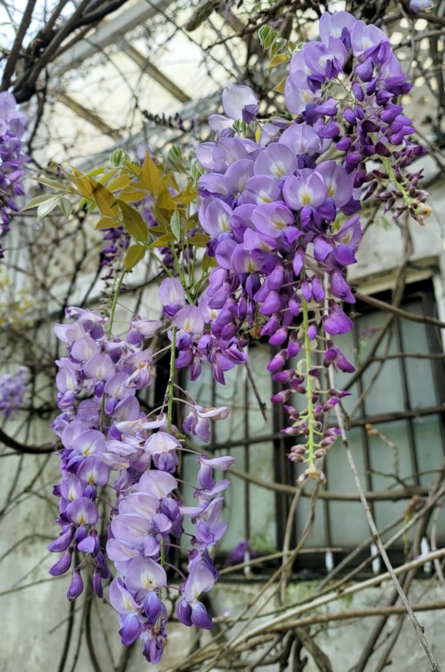 新竹新埔 Twitter Search Twitter