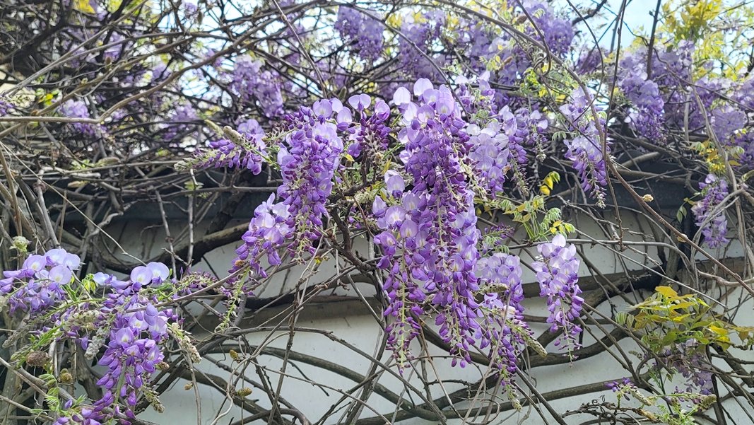 新竹新埔 Twitter Search Twitter