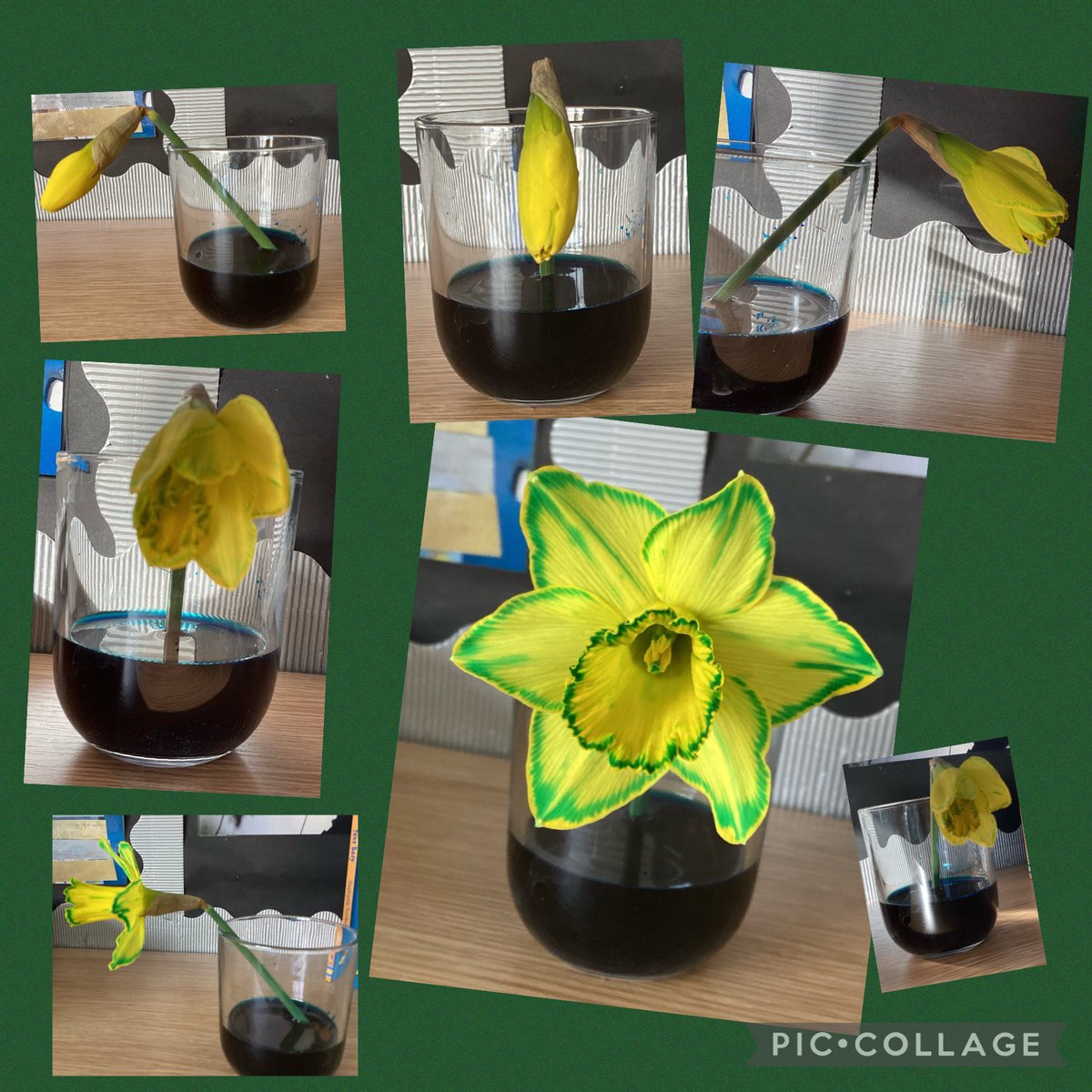 parkinsondsm's tweet photo. Year 3 @DaltonStMarys have loved learning about plants. This week we have been investigating the way water is transported. The results were beautiful 🌻#plants #makingsciencefun https://t.co/QbsjSk1EpG