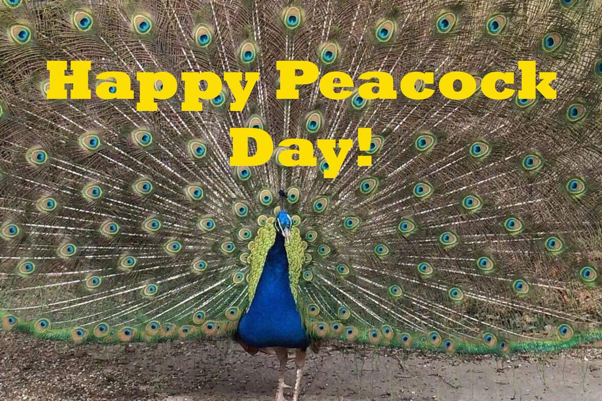 JSuter_2's tweet photo. @PaulCharchian @btxj Happy Peacock Day!  #ffweekly https://t.co/tkNgtVjonb