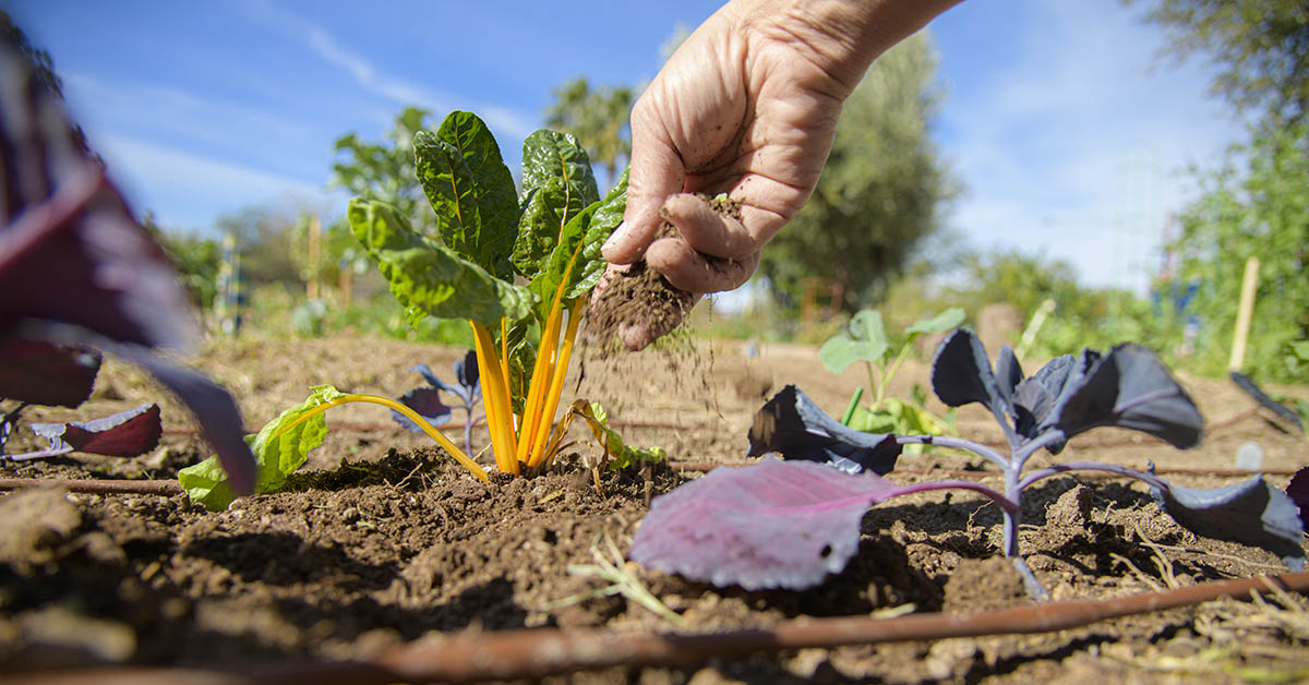 UAZHealth's tweet photo. A new Valley Fever Collaborative is combining the strengths and expertise of #UAHealth, @ASU and @NAU to advance Valley fever research and clinical care. More: https://t.co/Gu857vfg43 #valleyfever https://t.co/7SEPwO1vlq