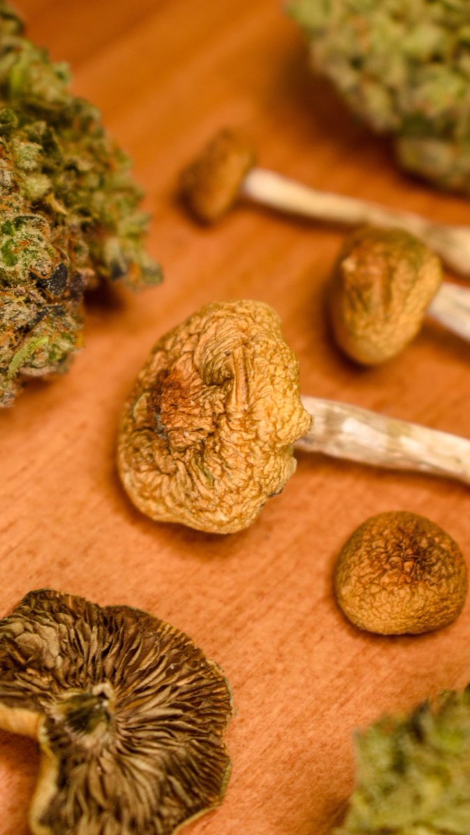 BlazingVisuals's tweet photo. Cannabis for the mind, mushrooms for the soul 🍄✨

Can you relate? Tweet your experience below👇🏻 

#NFTPuertoRico #Cannabis #CannabisNFT #NFTCannabis #PuertoRico #NFTphotography #NFTcommunity https://t.co/XpwW2vH2rH