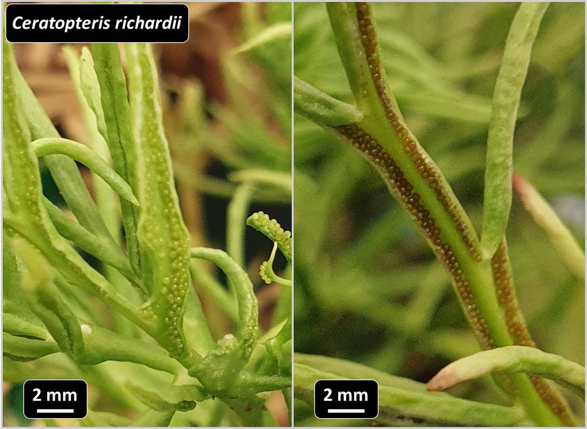 RobinCFern's tweet photo. The sporangia of the fern Ceratopteris richardii grow on the underside of dissected rolled-up fertile leaves (sporophylls).Those are formed during the reproductive phase of the sporophyte. As they mature, they open and expose the spores for subsequent release. #UniJena #DFG_ICIPS https://t.co/wT0opbPkfr
