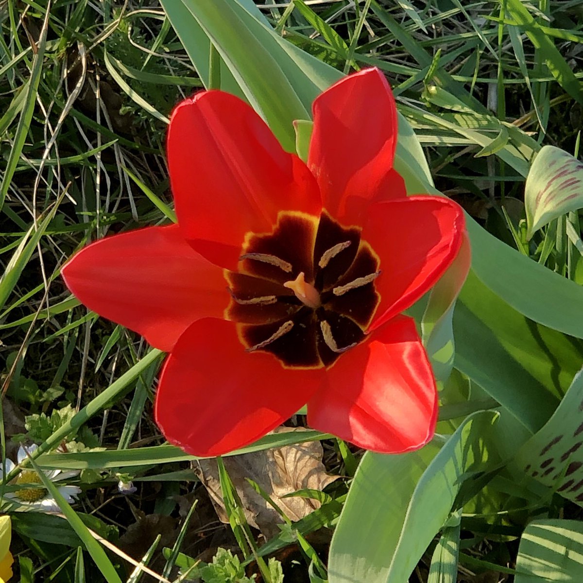 glaubeweiter's tweet photo. Die #Tulpe #öffnet weit ihren #Blütenkelch und #genießt diesen #sonnigen und #warmen #Frühlingstag nicht weniger als ich. Geht raus, #lauft ein bisschen mit der #radelt und #schaut Euch um. Das macht den #Kopf wieder #frei frei in #Tagen mit zu vielen schlechten #Nachrichten https://t.co/ooHaTlcq5U