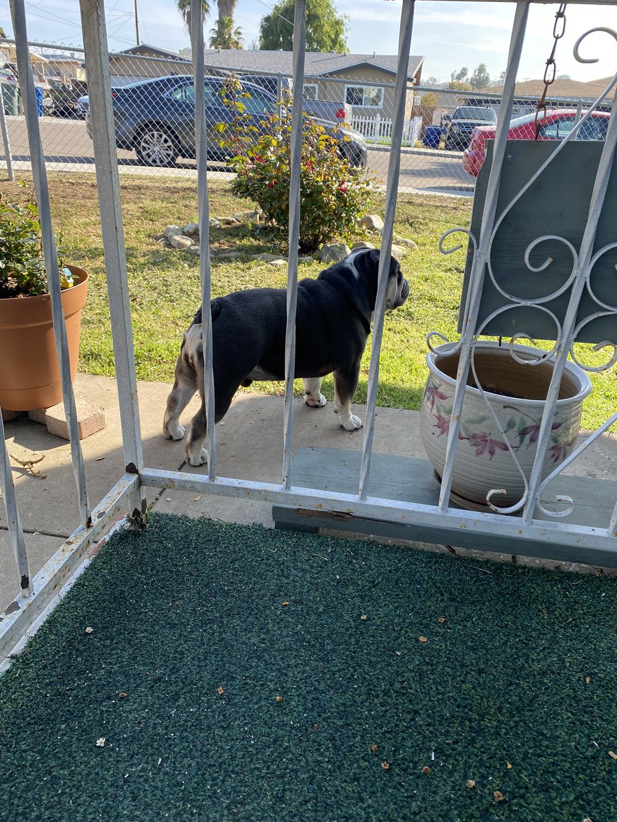 Cpl. Humphrey here! Thought I heard a zombie on the side of the house, but it wasn’t. Staying on guard today though 🐾.  Cpl. Humphrey #ZSHQ