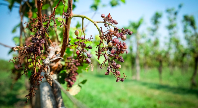 Gel d'avril 2021 : le dispositif de prise en charge des cotisations sociales se déploie en région. 
👉lainagricole.fr/articles/24/03…