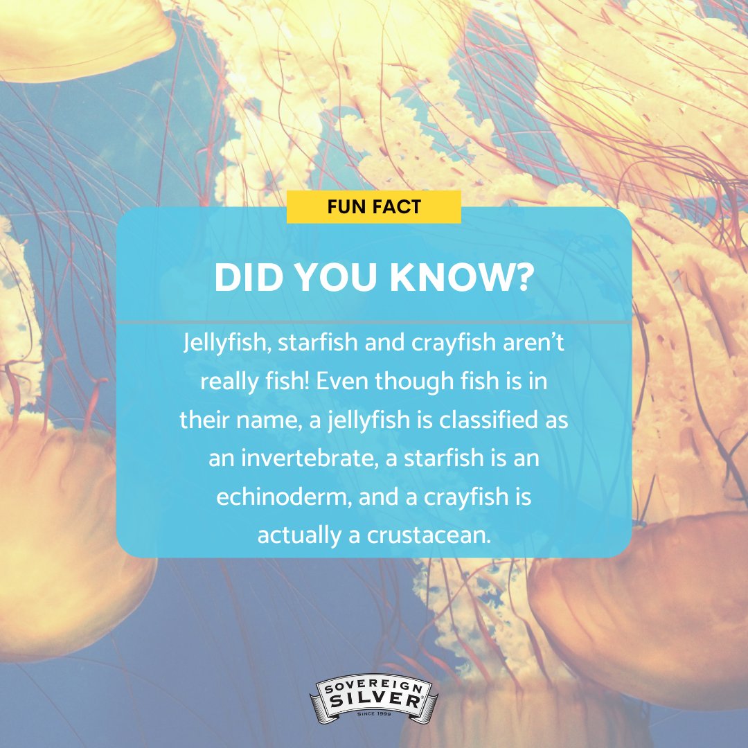 Did you know that scientists estimate that about one million species of animals live in the ocean? 🌊