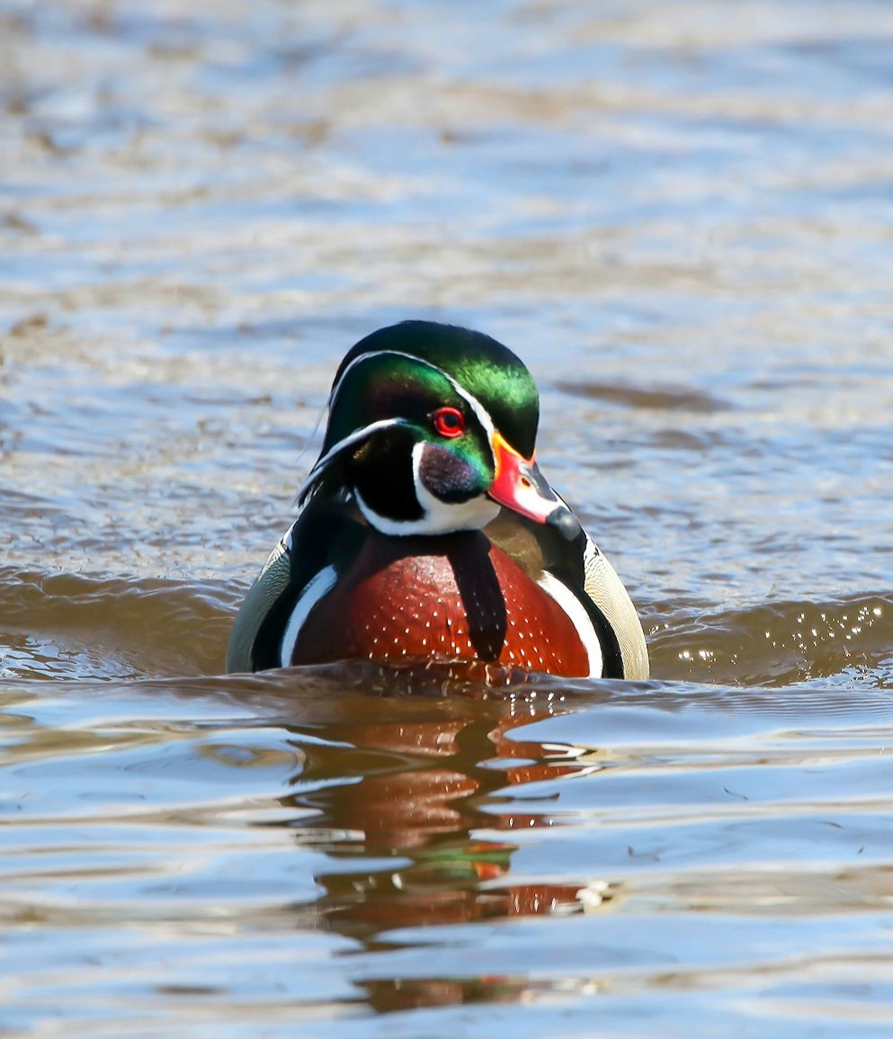 Wood Duck (male) #ducks #nature #NaturePhotography #wildlife