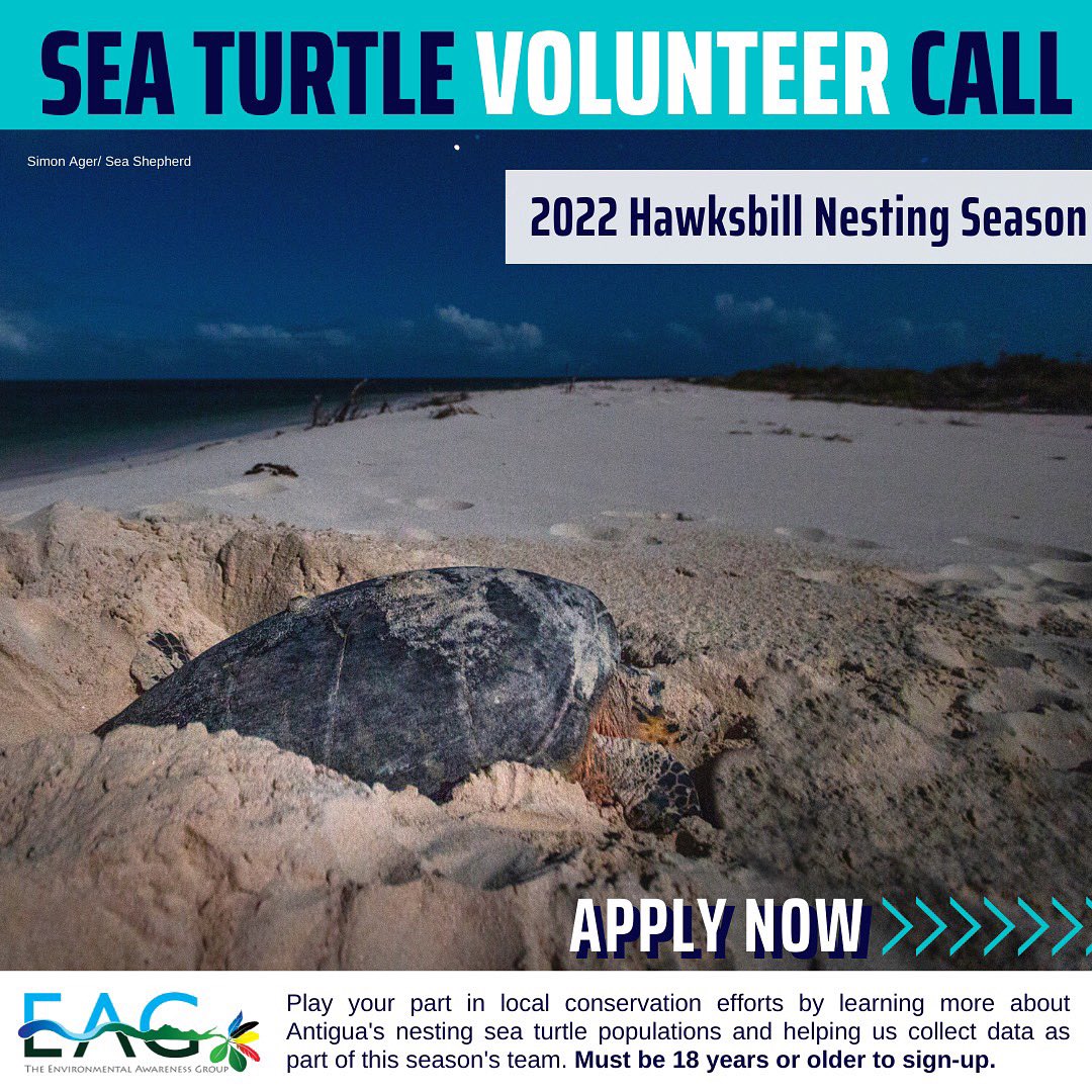 It’s that time of year to volunteer! 💦🐢🙆🏽‍♀️

You can now apply to become part of a team devoted to patrolling nesting beaches for the 2022 hawksbill nesting season. Tap into your inner scientist this summer &amp; learn how meaningful conservation work can be!

Link in bio to apply.