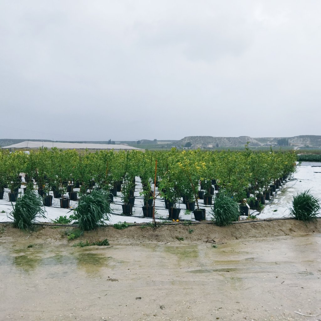 R_valdes_Illan's tweet photo. 💦💨Hoy en @ideagro con viento y con lluvia hemos revisado los #ensayos de nuestra Finca Experimental
🍋🥦🥬🧅
#microorganismos
#ideagroteam
@ideagro https://t.co/XALDQ4h7DP