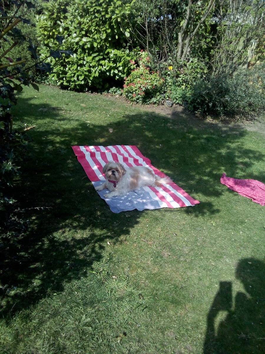 natalievaness15's tweet photo. Lollin around in dis glorious wevver, innit. #ChillinLikeAVillain π Goin Big Park in a bit βοΈβοΈβοΈ Holler if ya sees me π #springhassprung #springTallulah πΌπ»πͺ· https://t.co/Ue6lf2Hsut