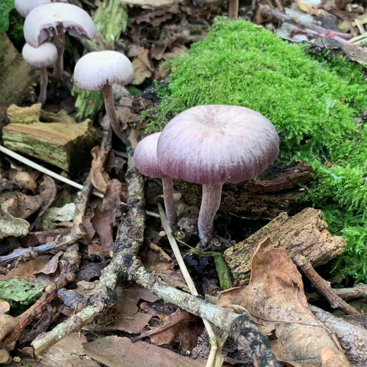 WrittleDesign's tweet photo. Amy Flint, yr3 #Landscape & #GardenDesign, is working on a project about #NaturePlayscapes for re-engaging with #heathland & #woodland landscapes. Concept from natural forms of mushrooms found on site. Images> masterplan, concept model & spore prints.
#LandscapeArchitecture #WUC https://t.co/NrQ0AeGMXv