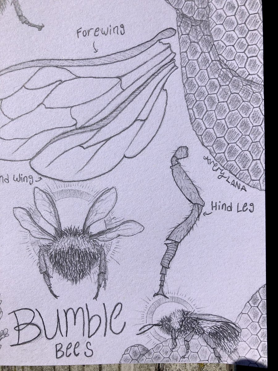 AveryLanaArt's tweet photo. ✨🐝 Bumble 🐝✨
Spring is in the air, and so are the bumblebees!
#flyingpanda #bumblebee #art #illustration #sketch #sketchbookpage #honeycomb #pencildrawing https://t.co/hY3uf5k0Mi