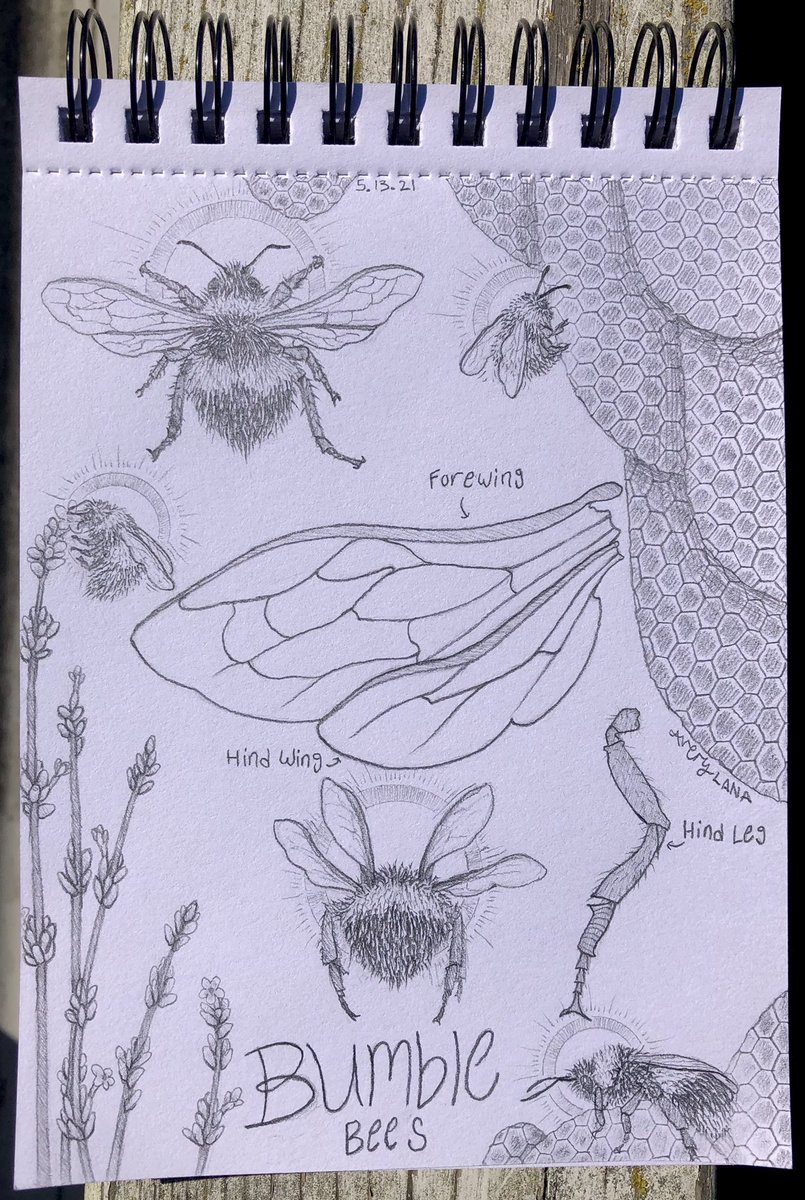 AveryLanaArt's tweet photo. ✨🐝 Bumble 🐝✨
Spring is in the air, and so are the bumblebees!
#flyingpanda #bumblebee #art #illustration #sketch #sketchbookpage #honeycomb #pencildrawing https://t.co/hY3uf5k0Mi