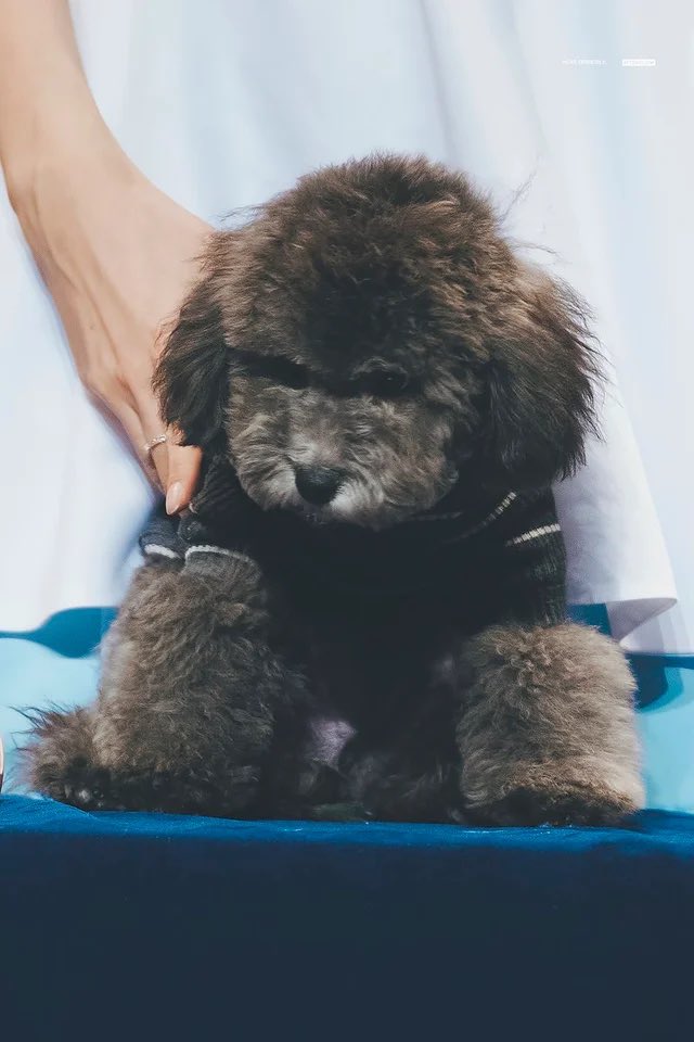 116pets tweet picture