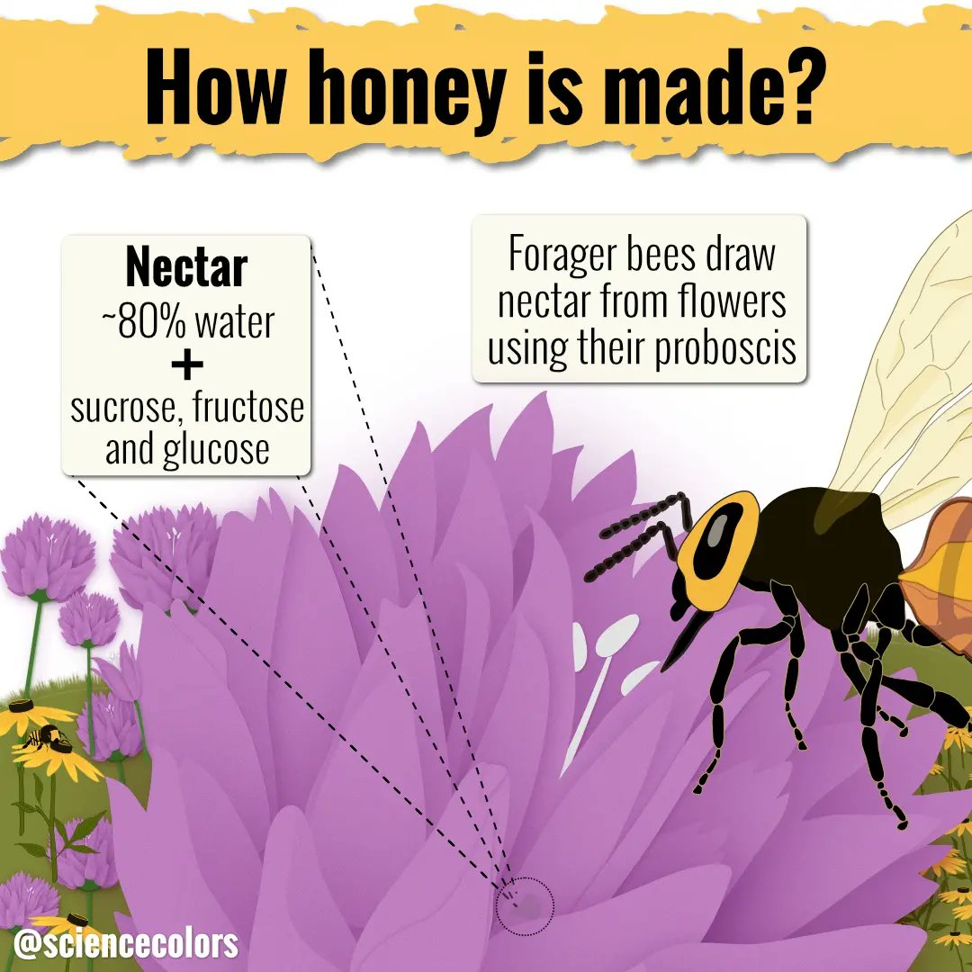 ScienceColors's tweet photo. Come see in details the sweetness of honey production. It is a complex process that involves harvesting, transportation, processing, packaging and even storage. It’s a true (bee)industry. #sciart #bee #honey #honeybee #insect #science #scicomm #scienceillustration #madeinaffinity https://t.co/qrluQvV4De