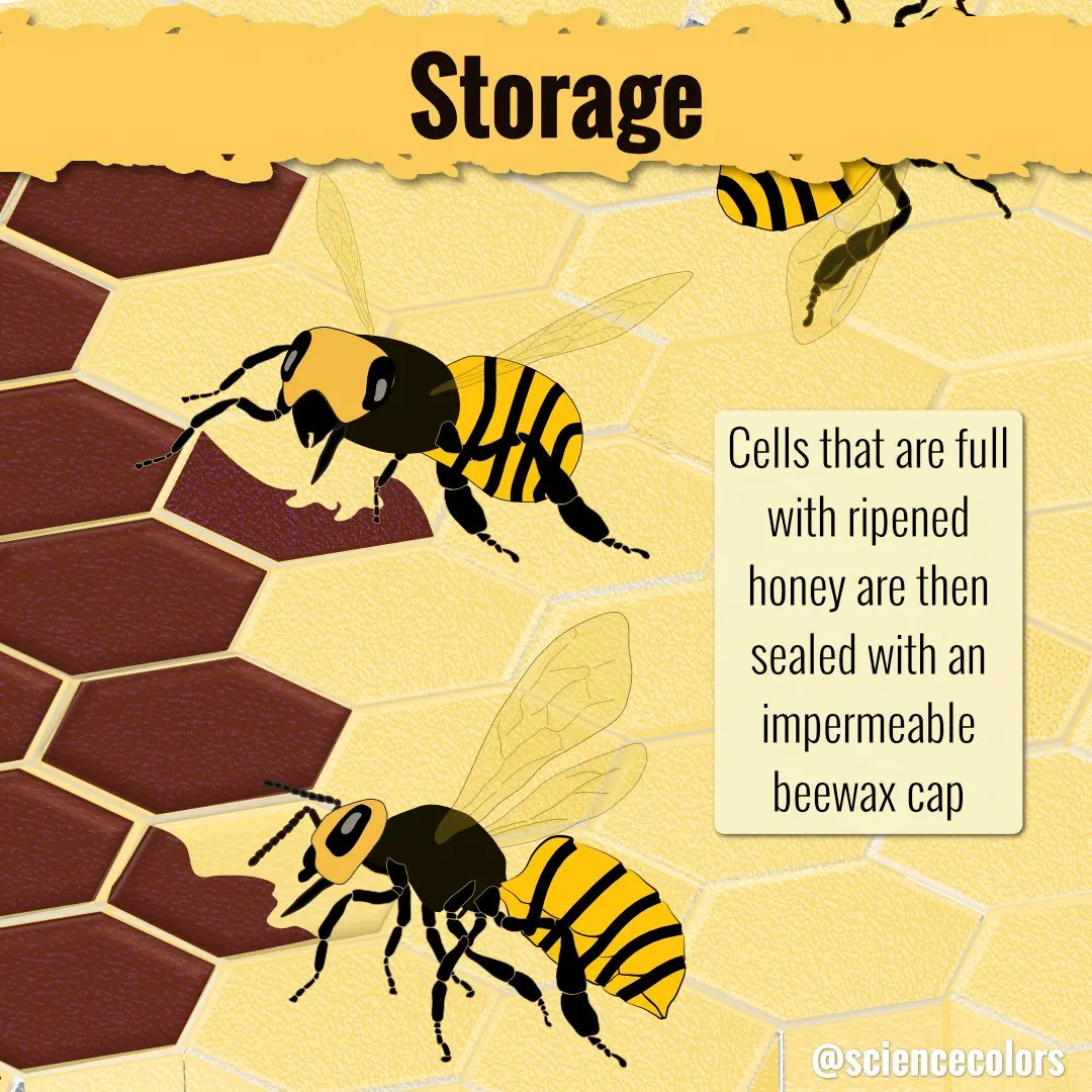 ScienceColors's tweet photo. Come see in details the sweetness of honey production. It is a complex process that involves harvesting, transportation, processing, packaging and even storage. It’s a true (bee)industry. #sciart #bee #honey #honeybee #insect #science #sciencecommunication #scienceillustration https://t.co/cCYNcFdIPX