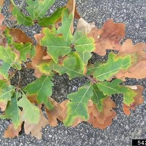 PlantHealthScot's tweet photo. Plant health policies and practice are key for biosecurity in Scotland. Xylella fastidiosa was first found in Italy in 2013, so far the UK has remained infection free with plans ready to stop any infection fast #planthealth #xylella #PHC_KeyPrinciples https://t.co/cmRQwROxeY