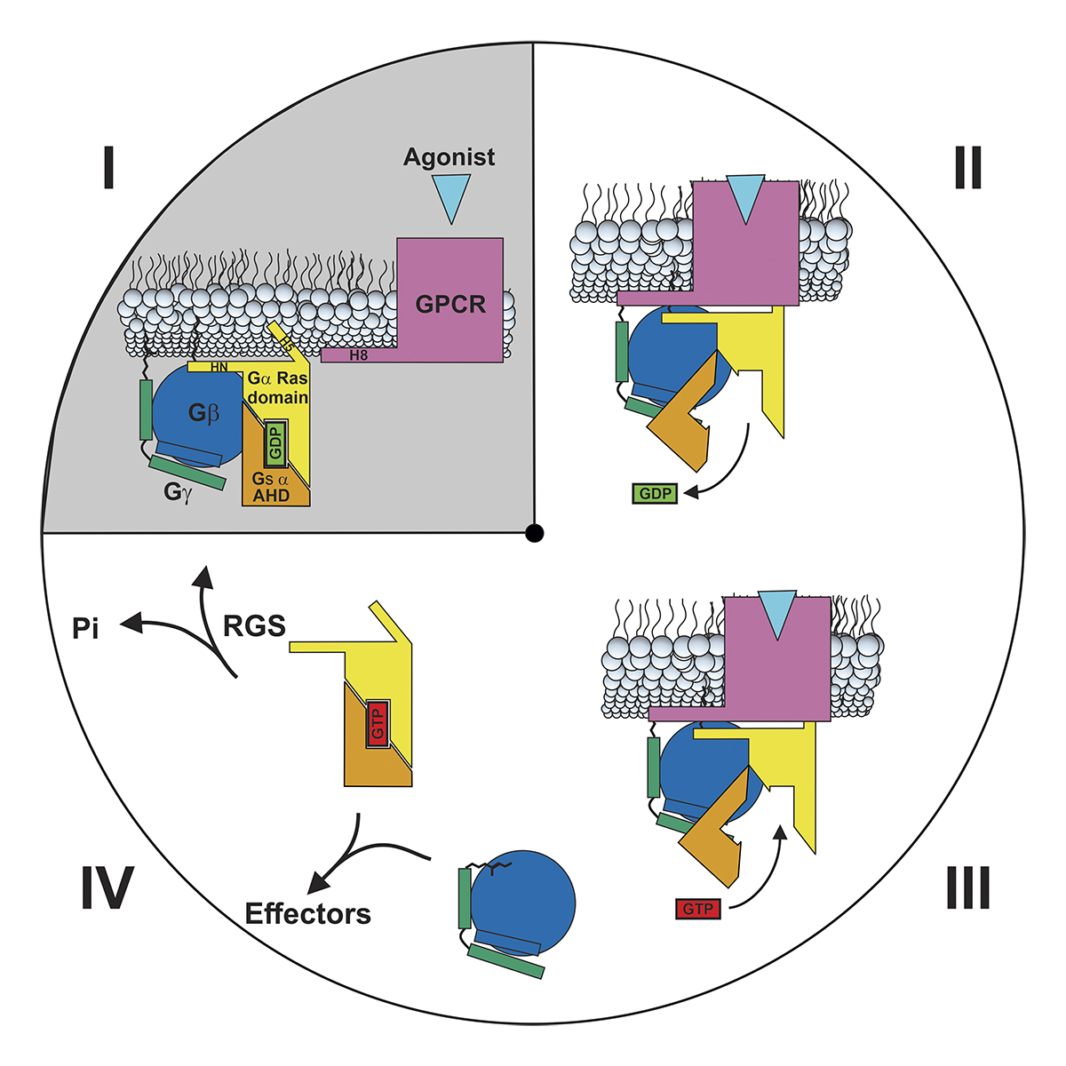 JGenPhysiol's tweet photo. A model for how Gβγ couples Gα to GPCR. A new Hypothesis from William E. McIntire (@BillGproteinMac) @MedicineUVA: https://t.co/PFFMmSG5Ju
#SignalTransduction #MolecularPhysiology #IntercellularSignaling https://t.co/bt0YB1dpAp