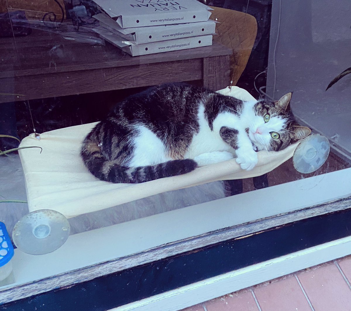 BintheNL's tweet photo. “Draw me like one of your French girls.” 

Alternative caption:

“Yes, I ate all those pizzas. YOLO!”

#Titanicreference #cat #Leiden #pizza #YOLO https://t.co/tXJWmNVDBD
