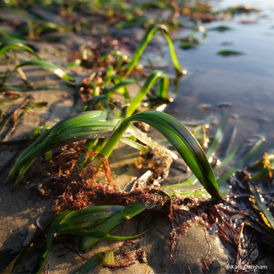 Next week, we'll be releasing our very first HIWWT Solent Seagrass Restoration Project e-newsletter!🌊🌱

Sign up to receive your copy at: hiwwt.us4.list-manage.com/subscribe?u=4e… 

@HantsIWWildlife @HIWWTMarine @Psammonaut #seagrass #generationrestoration #wilderSolent
