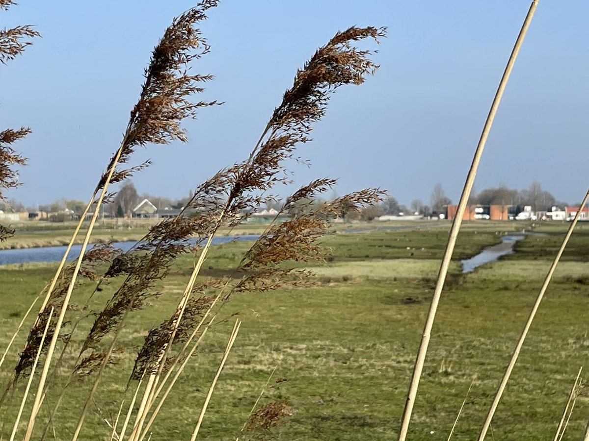 Groenehartstoc1's tweet photo. Vanmiddag een rondje #weidevogels kijken. Eerst naar de Voorofsche Polder tussen #Boskoop en #Waddinxveen. Daar zitten nog veel kieviten en #grutto’s, ook veel ganzen, eenden en andere watervogels gezien. https://t.co/RsPvgWtu9S