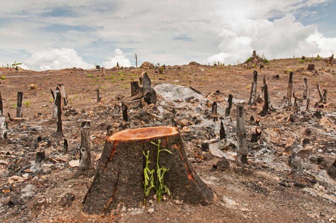 sejosom's tweet photo. Cutting the trees is the biggest impetus for the frequented droughts/famine in the Horn of Africa.
#StopDeforestation #MakeForestation #Droughts #Famine https://t.co/sOkrAlSlWN