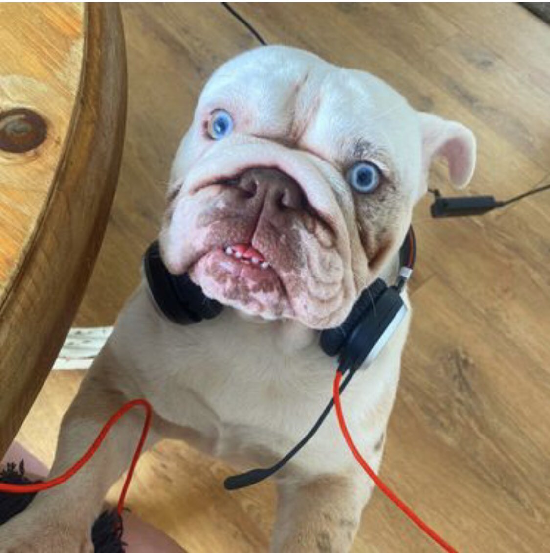 GenevaKent's tweet photo. @OfficialPLT #PLTpet Doloris, my blue eyed Bulldog 🐶🥰 https://t.co/3l2Fb317wb